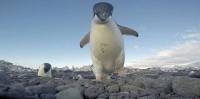 Пингвины попытались украсть видеокамеры, оставленные фотографом на побережье в Антарктиде (Видео) 1