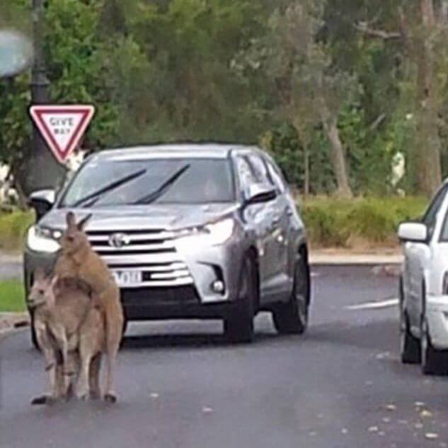 И пусть весь мир подождёт... Два кенгуру, занятые увеличением потомства, перекрыли движение авто транспорта в Австралии.