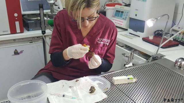Жительница Тель - Авива принесла в ветеринарную клинику Haclinica улитку, на которую по неосторожности наступила и попросила восстановить ей панцырь.