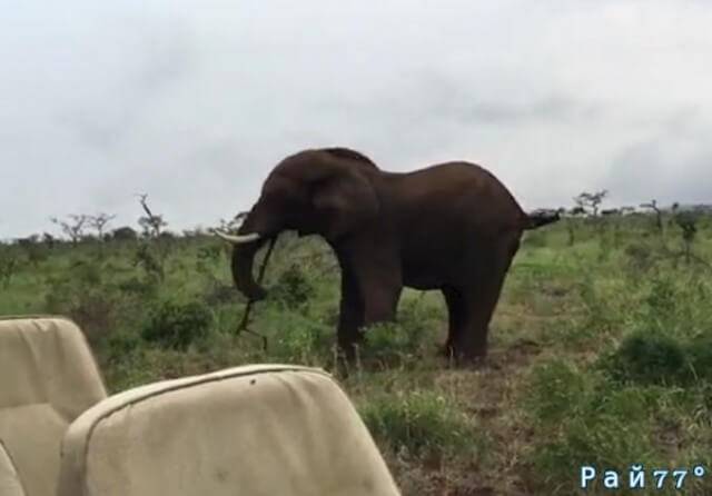 Слон показал кто хозяин и метнул палку в туристов, в африканском заповеднике. (Видео)
