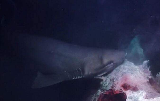 Акула, питающаяся трупом кита на дне океана, была запечатлена телеоператорами документального сериала BBC «Планета Земля II» (Planet Earth II).