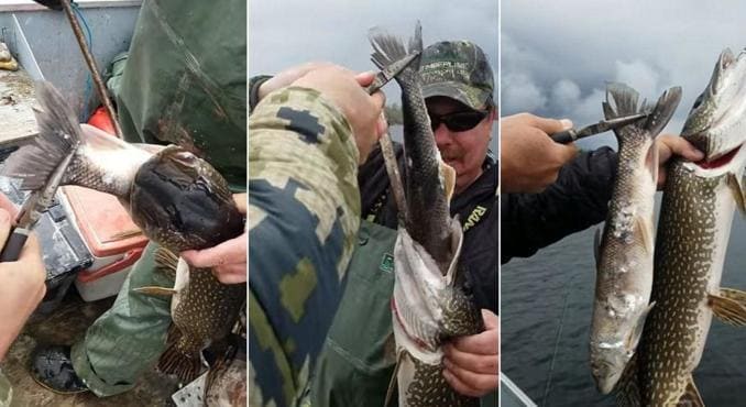 Канадские рыбаки поймали очень жадную рыбу. (Видео)