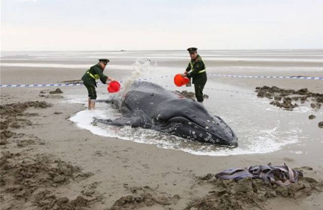 Китайские пограничники спасли севшего на мель кита. (Видео)