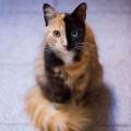 У «двуликой» кошки Венеры появился «конкурент», имеющий подобную раскраску (Видео) 5