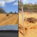 Эму, бежавшая наперегонки с автомобилем, чуть не снесла забор в австралийском заповеднике (Видео)