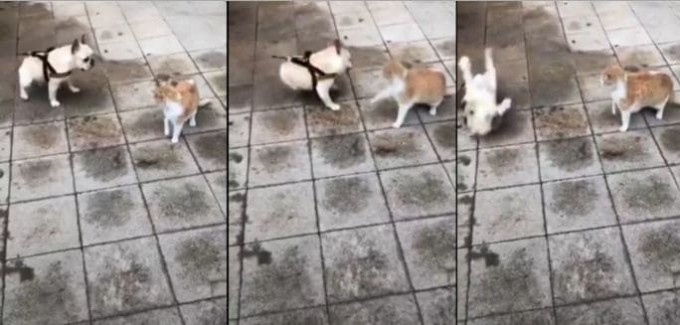 Видеоролик с эпичным боем кошки с бульдогом бьёт рекорды просмотров в интернете
