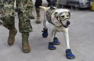 Служебная собака, обнаружившая 12 человек под завалами, стала национальной героиней в Мексике (Видео) 3
