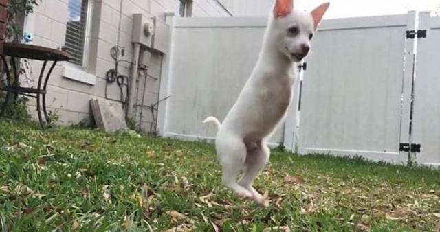 Самый счастливый, двулапый щенок на свете проживает в США (Видео)