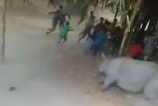 Бешеный носорог, сбежав из заповедника, испортил фестиваль в индийском посёлке ▶