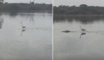 Цапля, стоя на бегемоте, устроила заплыв по водоёму в ЮАР (Видео)