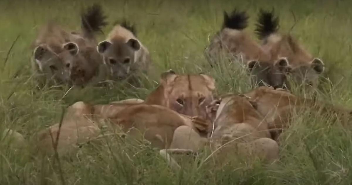 Гиены напали на львиц и отобрали у них бородавочника в Кении