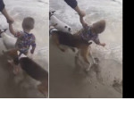 Игривые собаки сбили ребёнка, гуляющего по пляжу вместе с отцом (Видео)