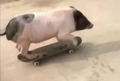 Китайская скейтбордистка научила свинью кататься на доске (Видео)
