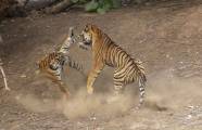 Молодая тигрица напала на взрослого тигра в индийском заповеднике (Видео) 1