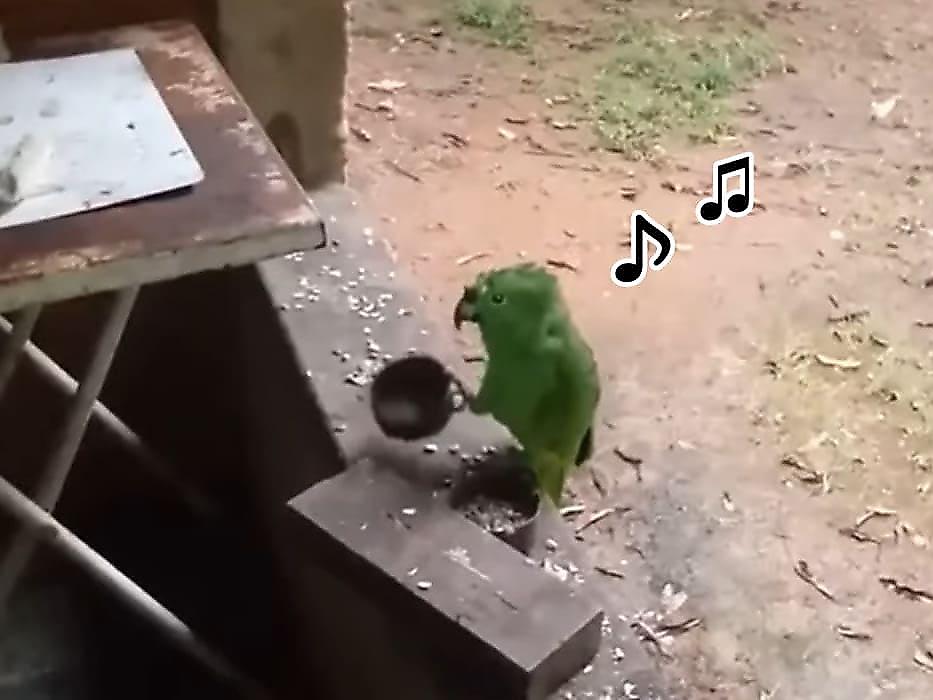 Музицирующий попугай исполнил забавную песню и прославился в сети - видео