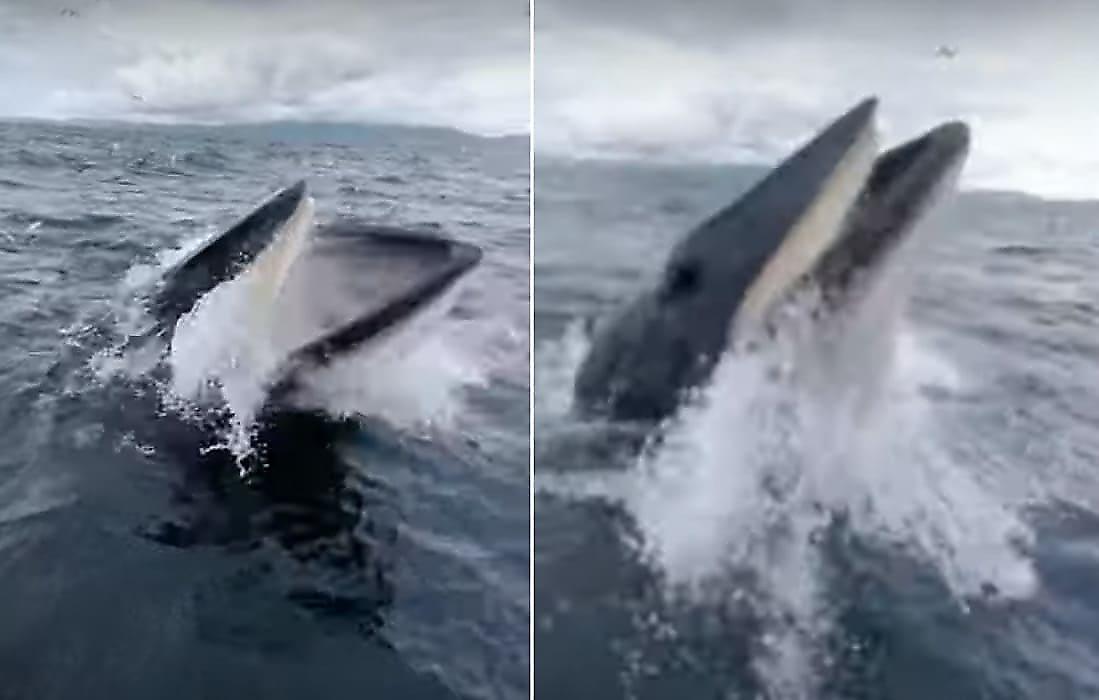 Неожиданное появление кита застало врасплох туристическое семейство