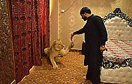 Пакистанец завёл льва в качестве домашнего кота ▶ 2