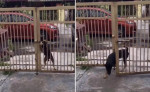 Пёс самостоятельно разобрался c запорным устройством на воротах и проник во двор (Видео)