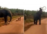 Терпеливый слон прогнал туриста и стащил у него велосипед - видео