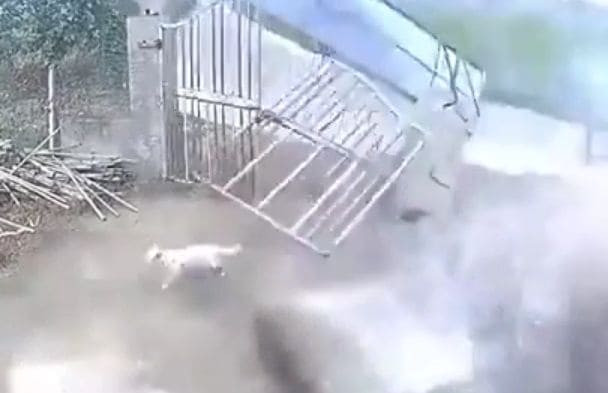 Две собаки, оказавшиеся на пути потерявшего управление автомобиля, чудом спаслись в Китае (Видео)
