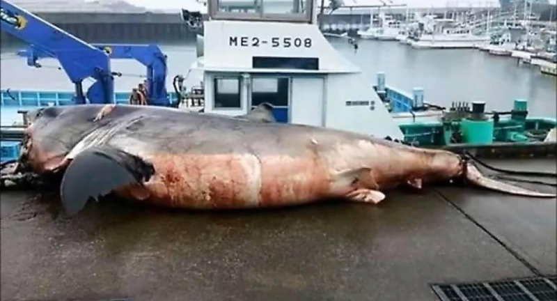 Акула, подавившаяся черепахой, попала в сети рыбаков у берегов Японии