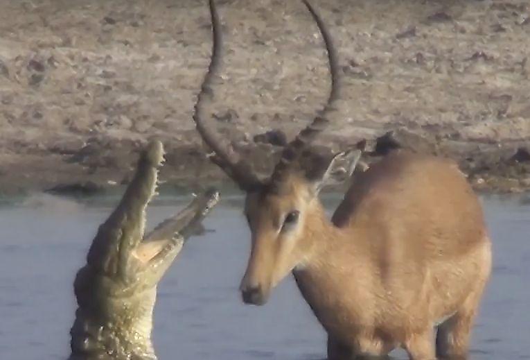 Бедная антилопа, уплывшая от крокодила, досталась диким собакам в Африке ▶