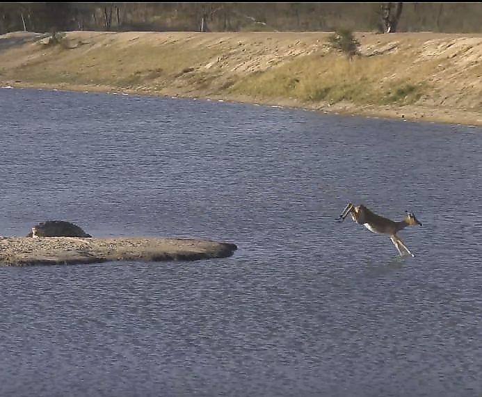 Бегемот напал на крокодила, устроившего погоню за импалой в реке