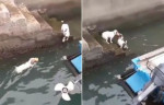 Два пса, не поделившие мяч, прославились в тайских соцсетях (Видео)