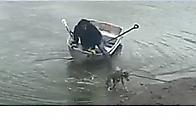 Гребцы на лодке с лопатами насильно спасли койота и вытащили его из водоёма