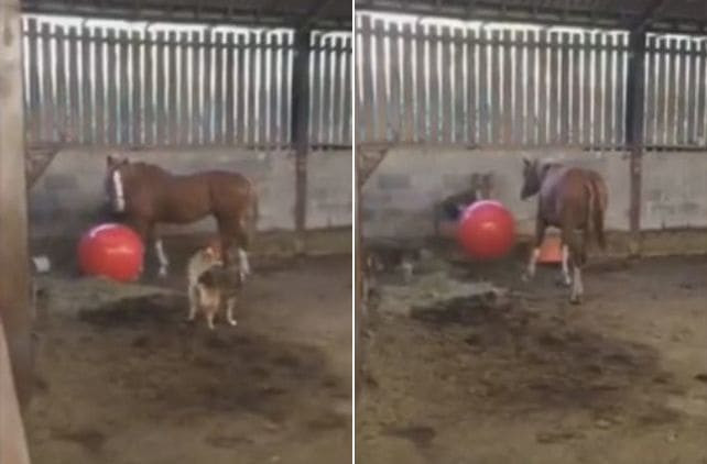 Игривый пёс не смог привлечь лошадь к совместной игре в мяч на ферме в Уэльсе (Видео)