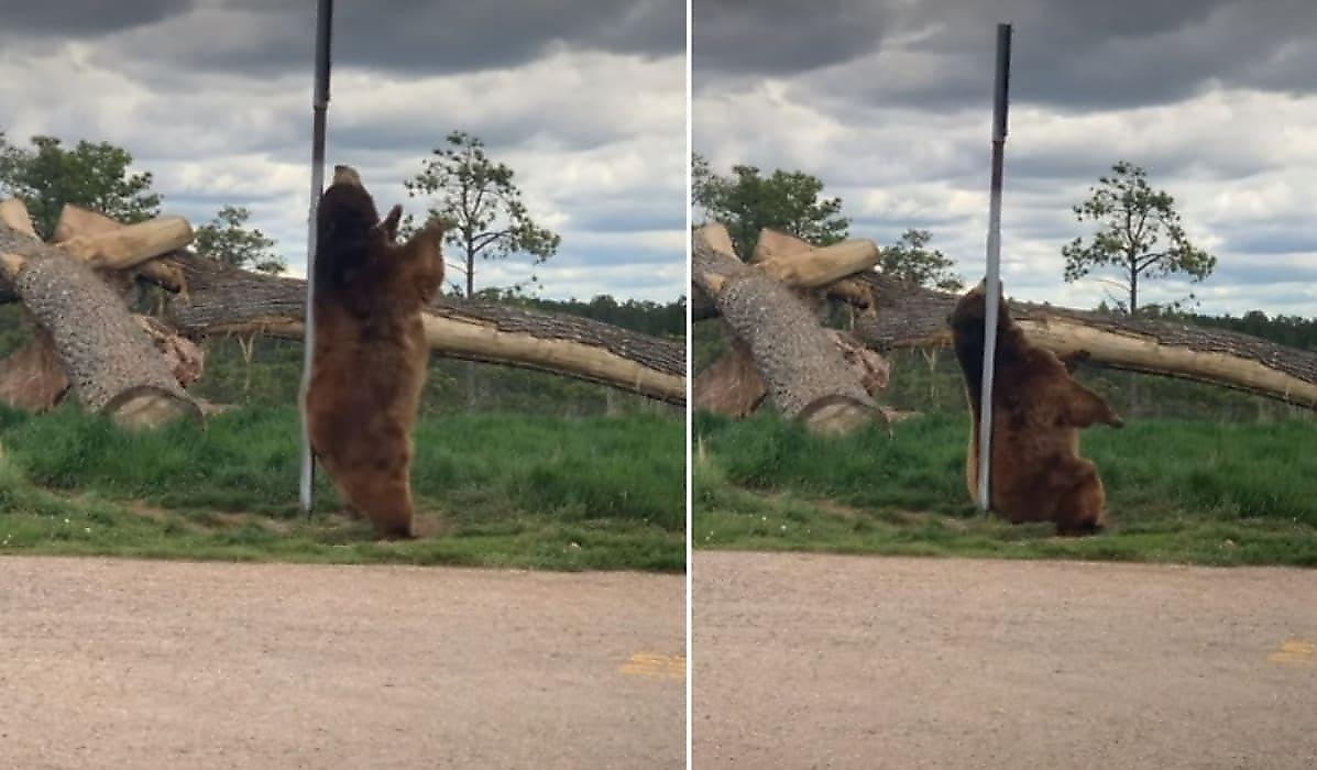 Медведь почесал спину и исполнил забавный танец возле шеста