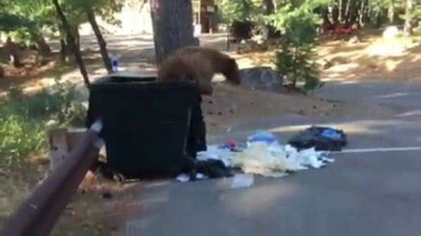 Турист обнаружил мусорный бак с косолапым пленником внутри (Видео)