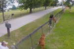 Момент похищения щенка из частного владения попал на видеокамеру в Техасе