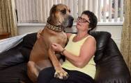 Настоящий Скуби-Ду: огромный пёс, который боится всего, проживает в Англии (Видео) 11