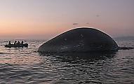 Тушу огромного синего кита вымыло у побережья Индонезии