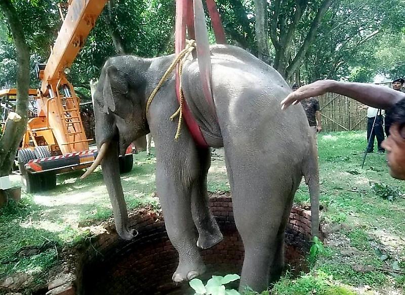 Военные спасли слона, провалившегося в индийский колодец ▶