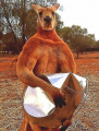 Знаменитый кенгуру-качок Роджер умер на 12-м году жизни в Австралии 2