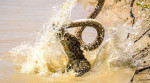 Схватку крокодила и гадюки снял фотограф в национальном парке Шри - Ланки 2