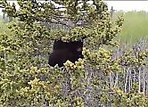 Альпинист спас двух осиротевших медвежат, застрявших на верхушке дерева ▶ 0
