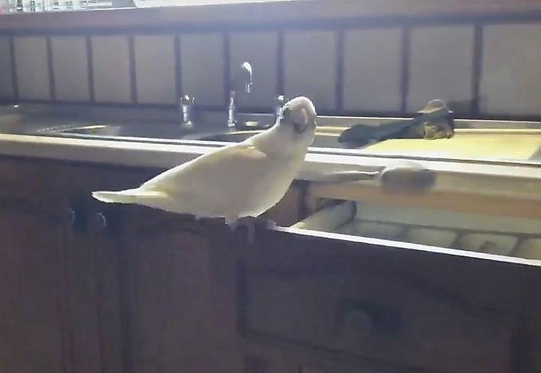«Хозяйственный» попугай навёл порядок в столе и выбросил на пол столовые приборы ▶