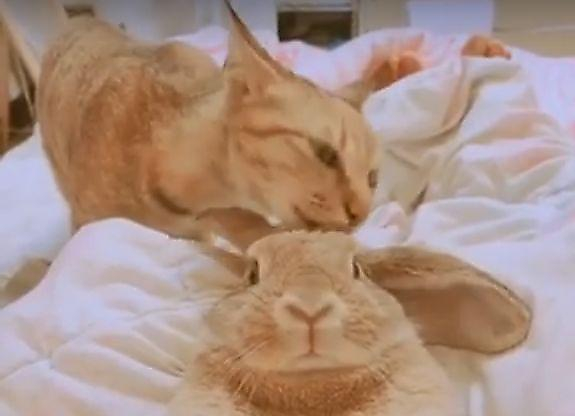 Кошка приучила кроликов к гигиене и каждый день вылизывает лопоухих сожителей (Видео)