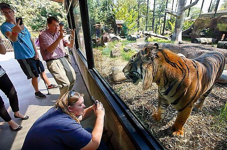 Суматранский тигр отправил в больницу работницу зоопарка в Канзасе
