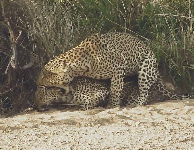 Самка леопарда тщетно пыталась добиться внимания со стороны ленивого самца ▶