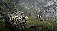 Самка снежного барса, обучающая детёнышей охоте, попала на видеокамеру в горах Китая ▶