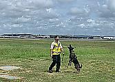 Слишком добрый пёс, «уволенный» со службы, нашёл новое призвание - отгонять птиц от самолётов 2
