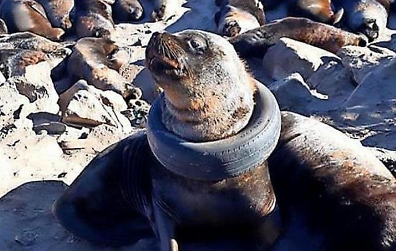 Аргентинские спасатели помогли тюленю избавиться от покрышки, застрявшей на шее ▶