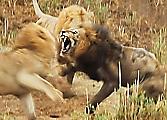 Схватка старого льва с двумя молодыми сородичами попала на видеокамеру в ЮАР ▶