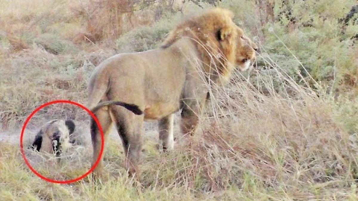 Дикий пёс, оказавшись в окружении львов, перехитрил хищников в африканском заповеднике