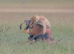 Гепард напал на антилопу на глазах у канадского фотографа 0