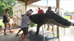Гигантского аллигатора поймали во Флориде (Видео)